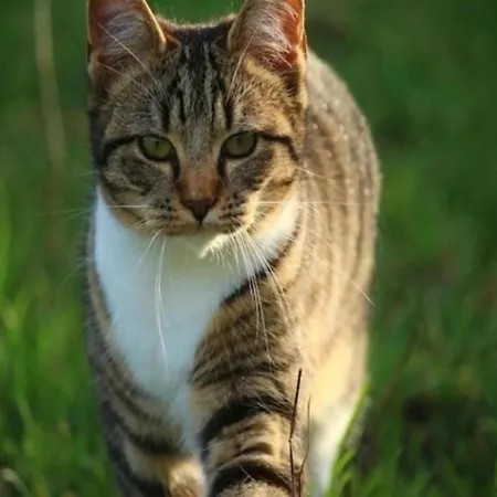 Forest Hideaway In Saint-caprais *