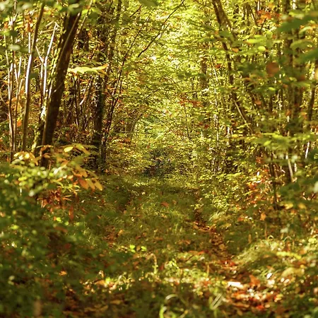Forest Hideaway In Saint-caprais 度假居